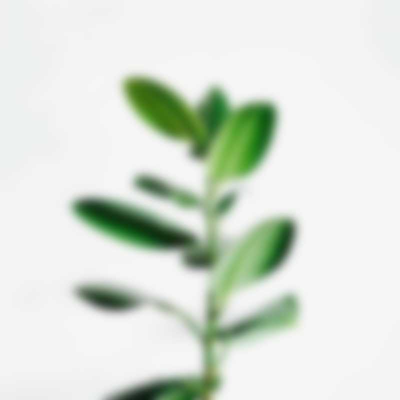 Bamboo